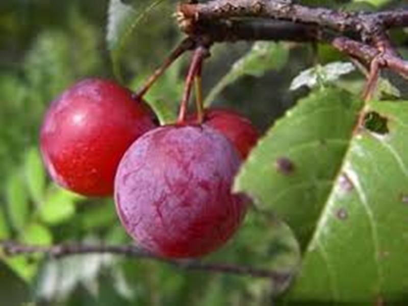 plum