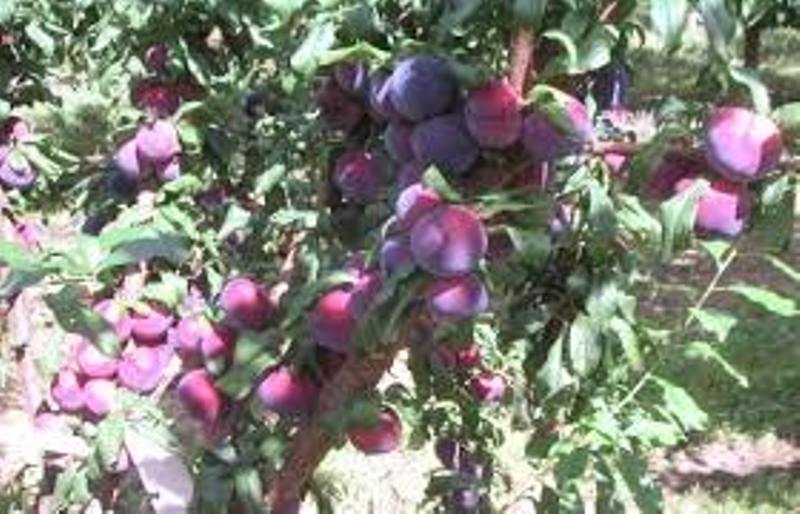 plum