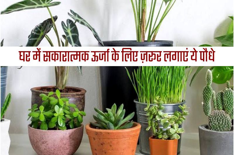 इन छ ट प ध क घर क क न म रखन स सक र त मक ऊर ज क स थ आएग धन व भव