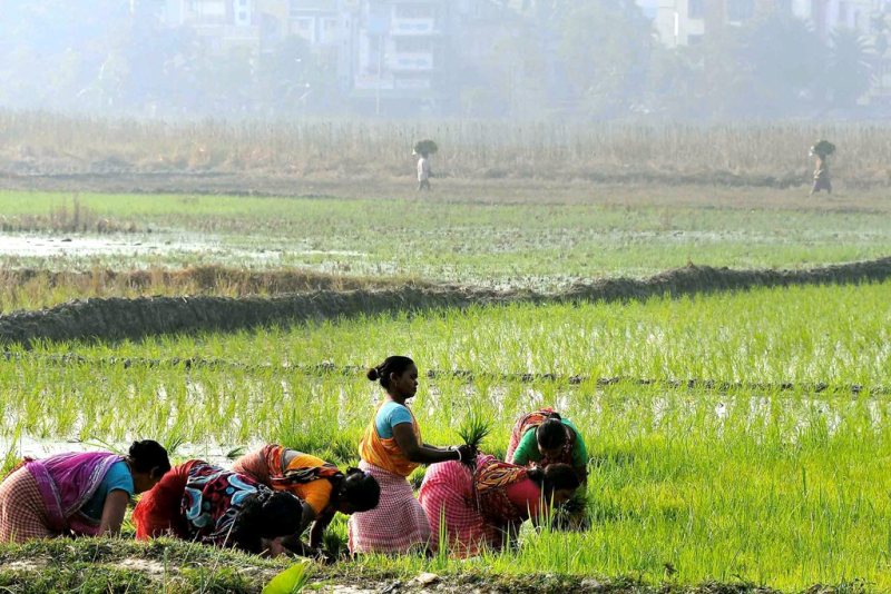 kisan