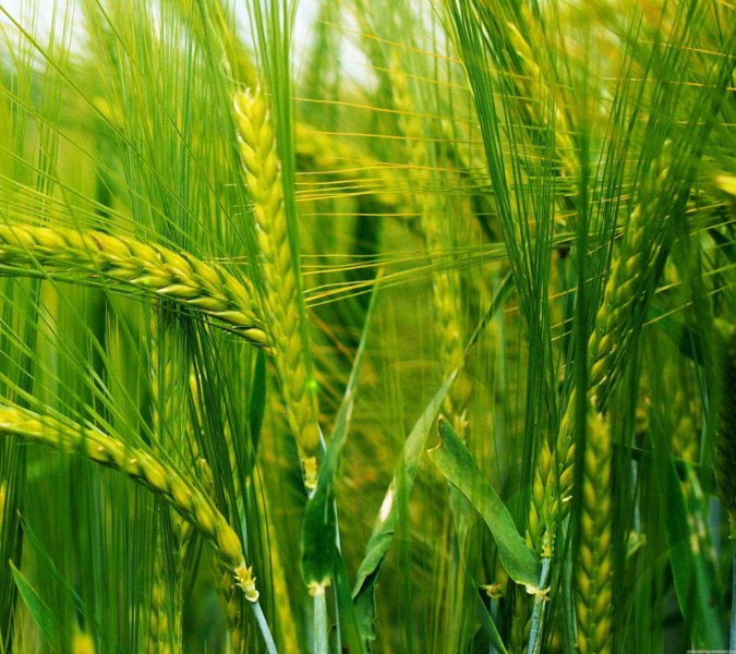 wheat