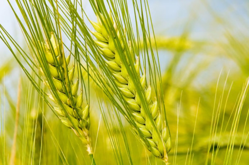wheat