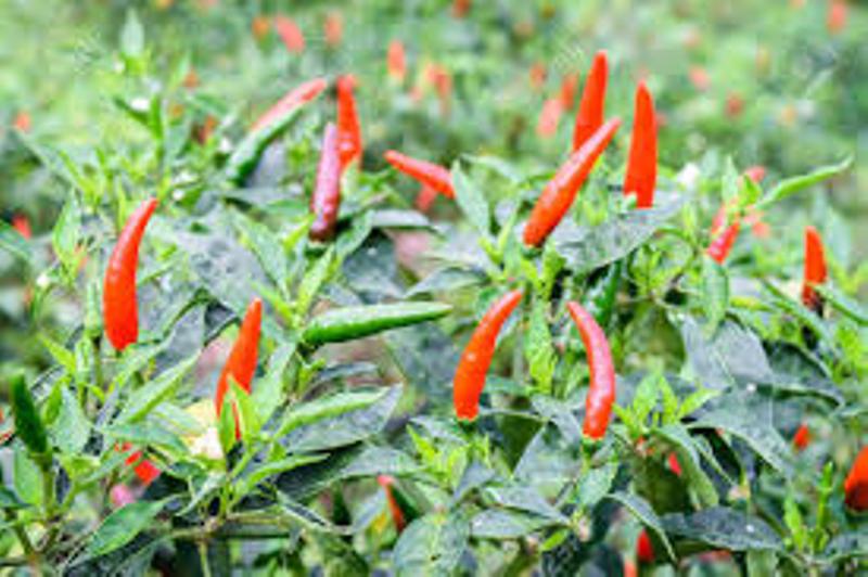mirchi