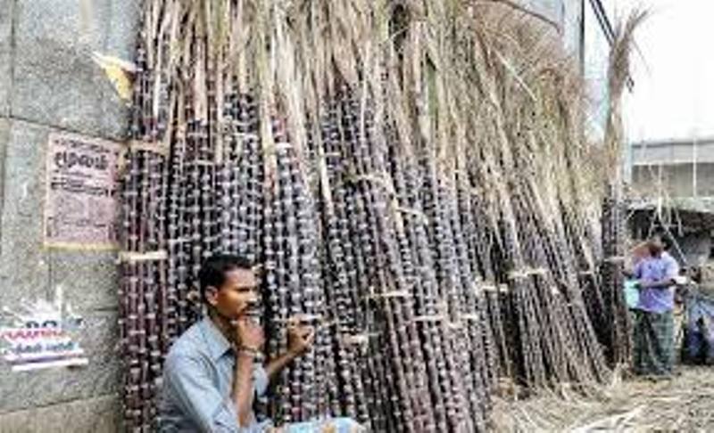 sugar cane