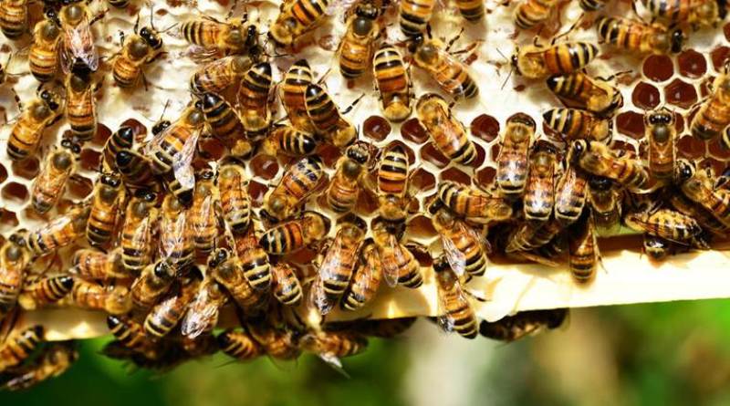bee