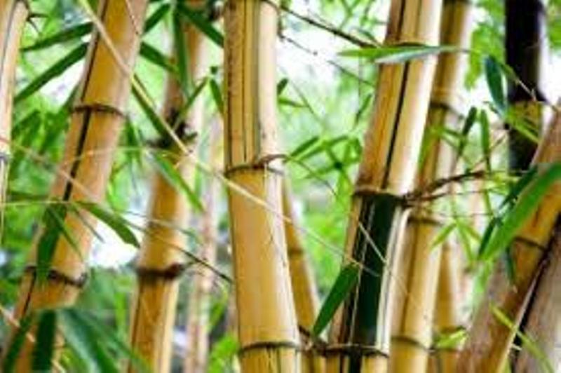 bamboo