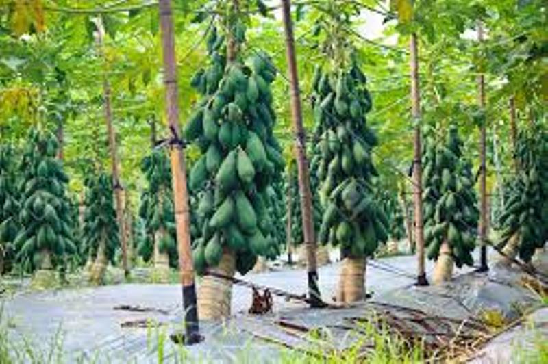 papaya