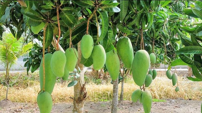 mango