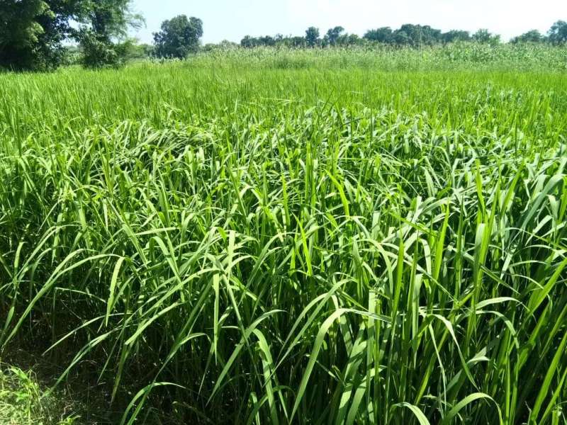 rice