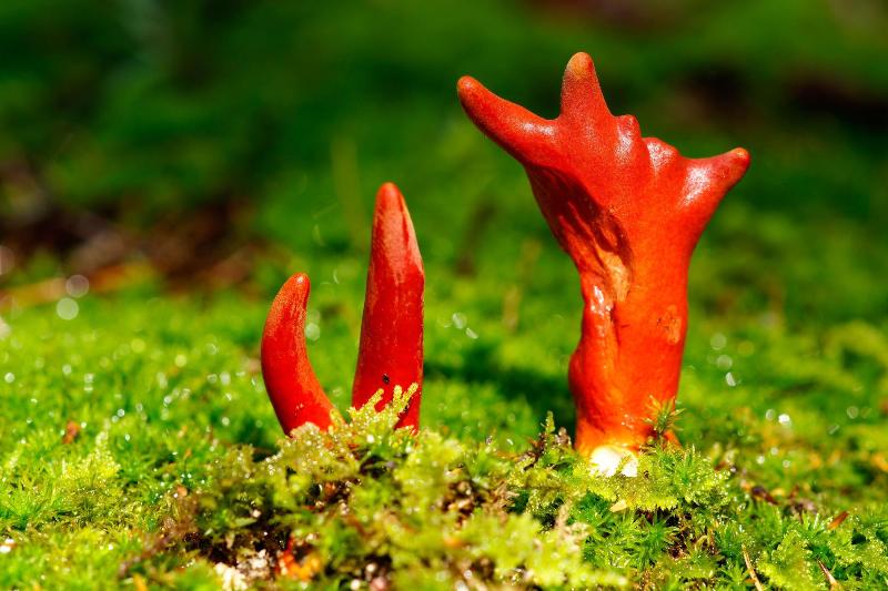 mashroom