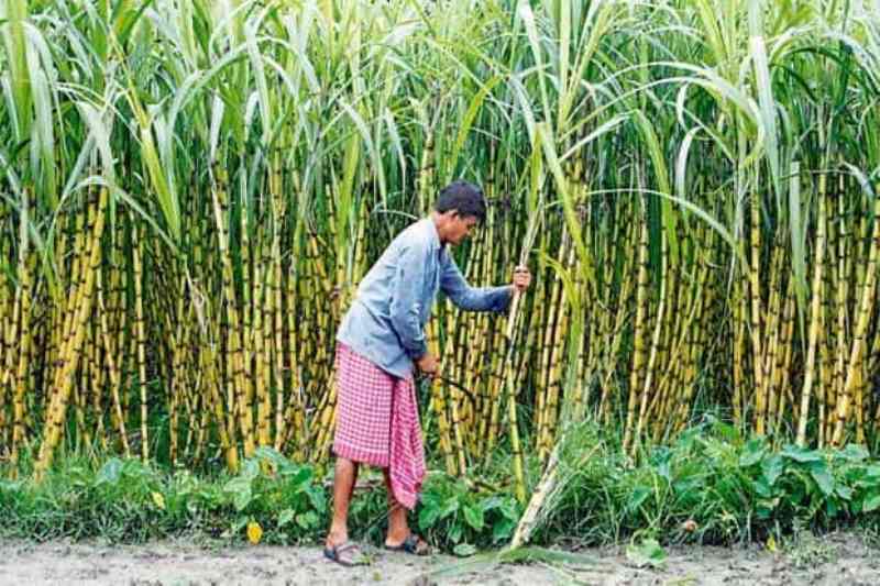 sugar cane
