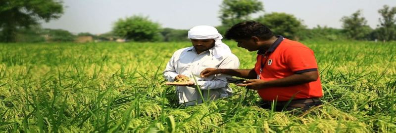 kisan