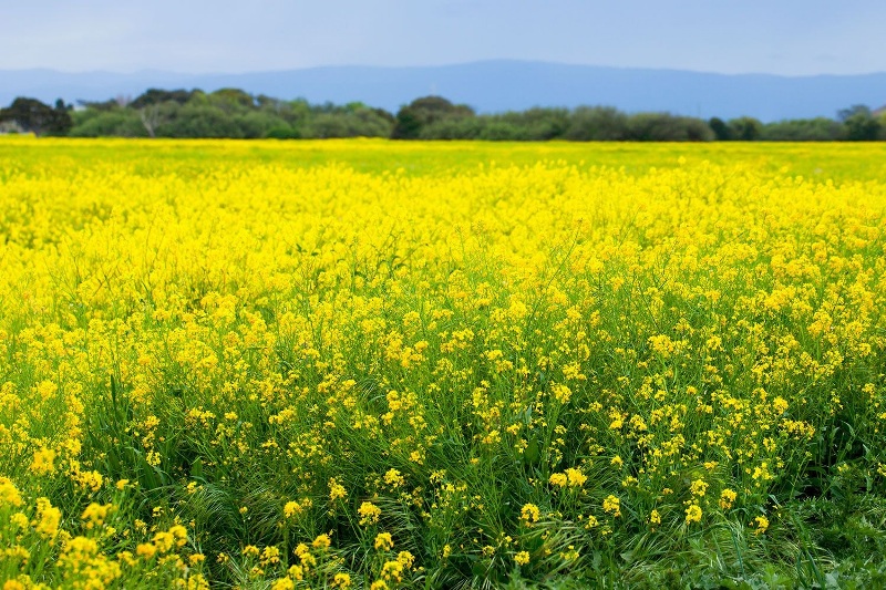 mustard