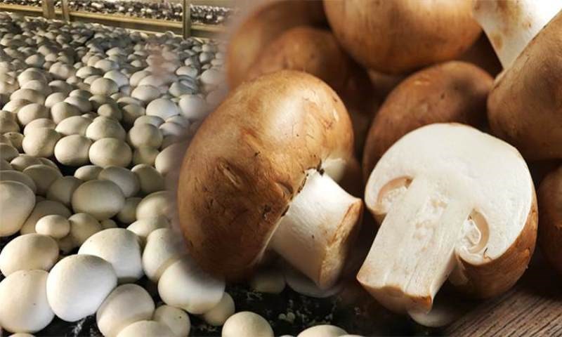 Mushroom Cultivation