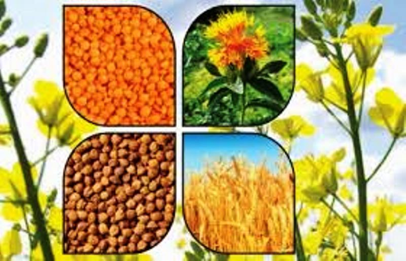 Rabi Crop