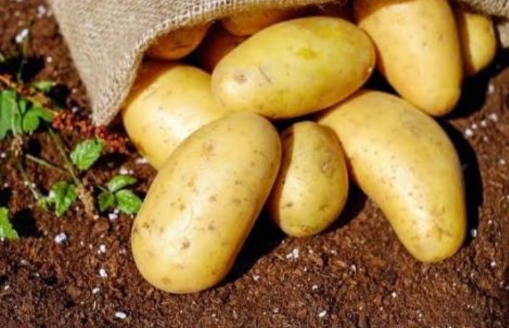 Potati Sowing