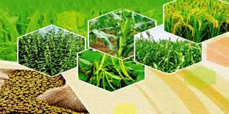 Kharif Crop