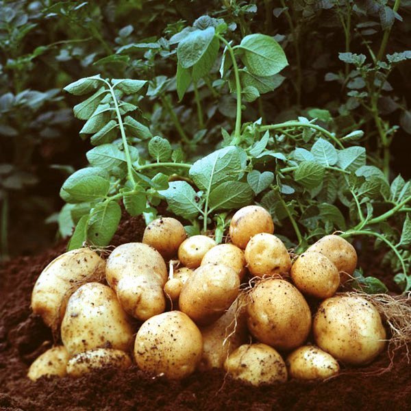 Patoto Seed
