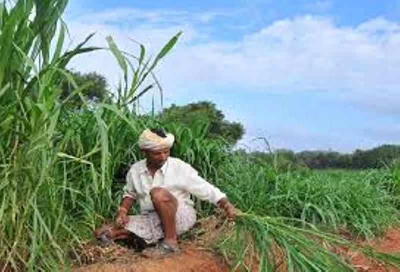 farmer