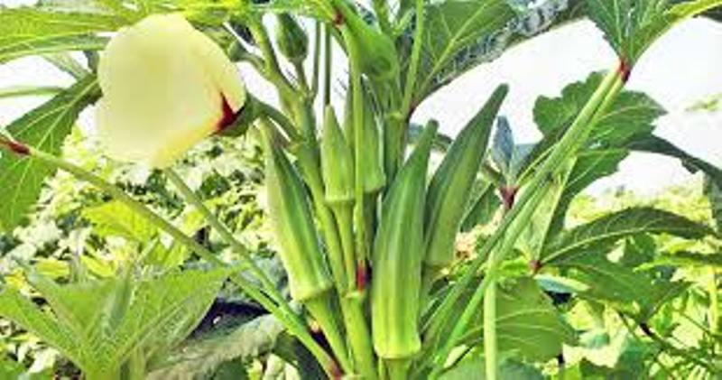 okra