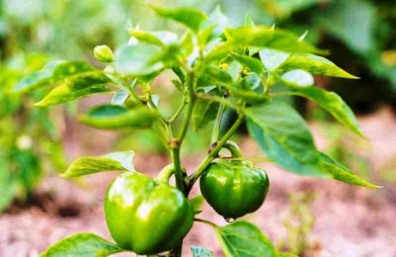 capsicum