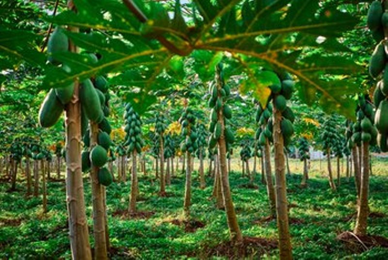 Papaya