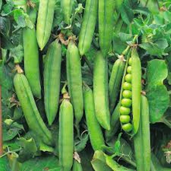 Sowing of early Varieties
