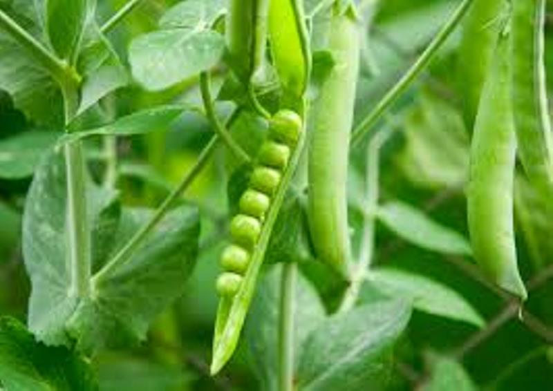 Pea Seeds