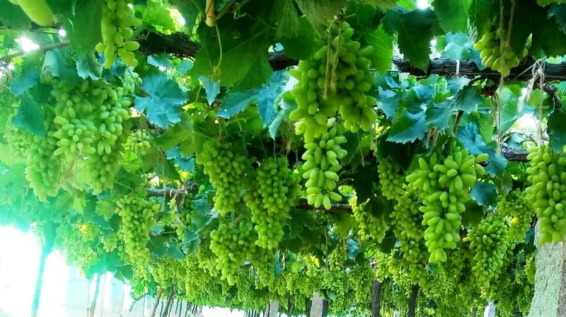 Grapes Farming
