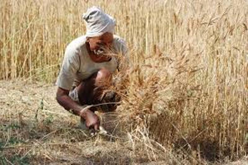 kisan