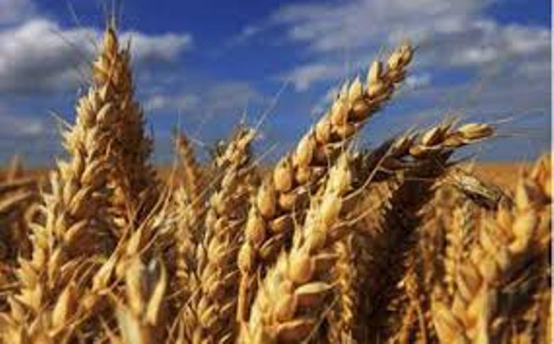 Wheat