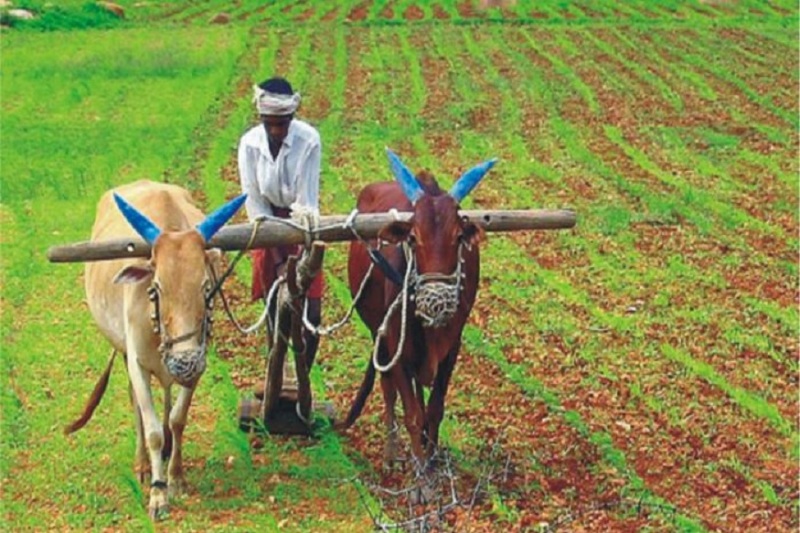 kisan
