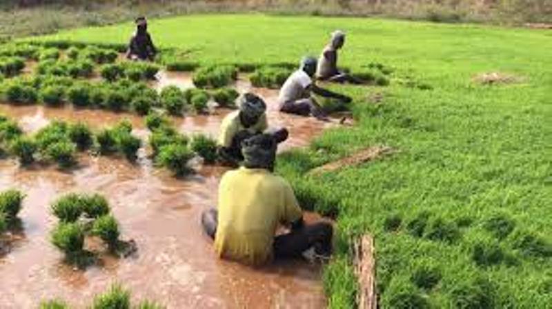 Farming
