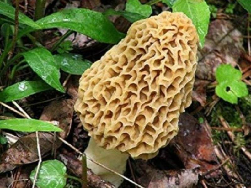 mushroom
