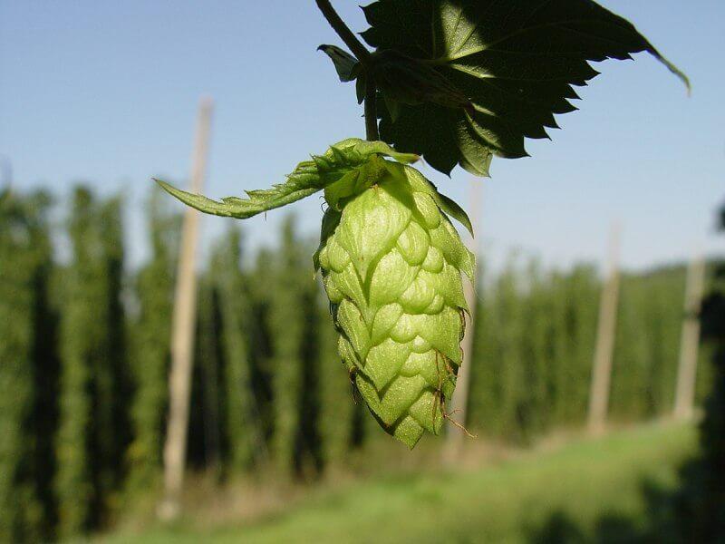 hop shoot