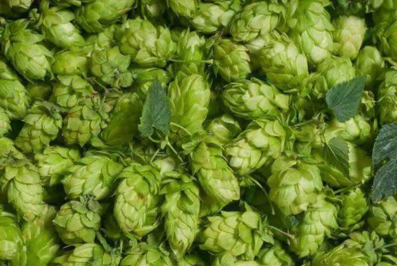 hop shoot