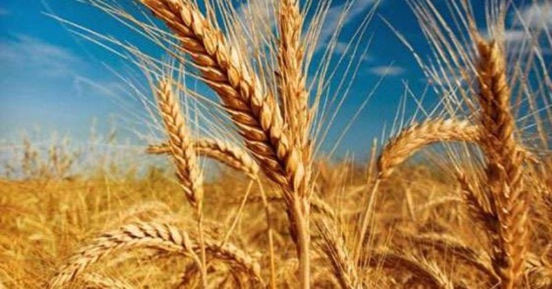 wheat