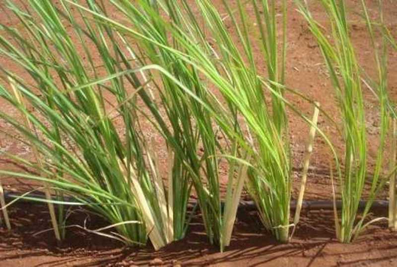 grass