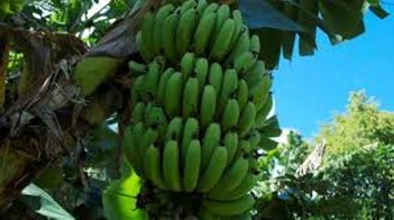 banana
