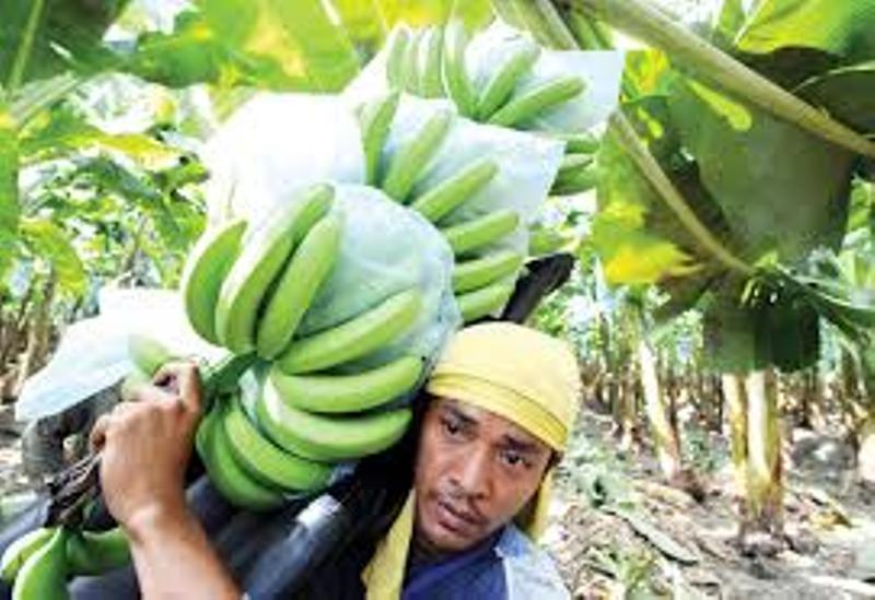 banana
