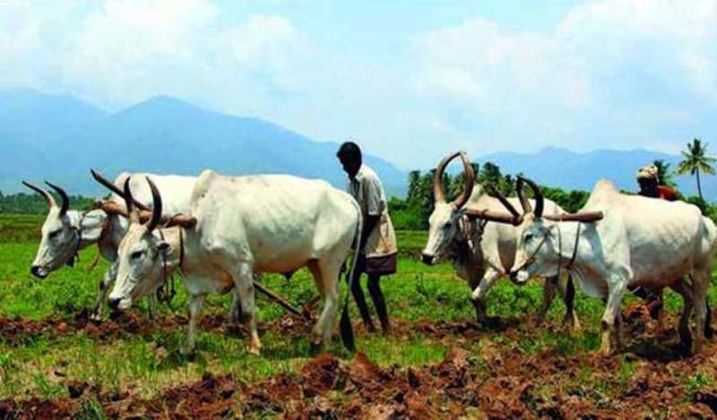 kisan