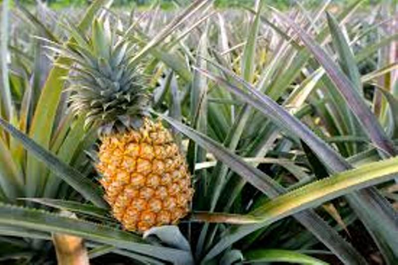 pineapple