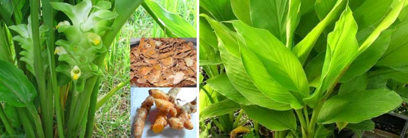 turmeric