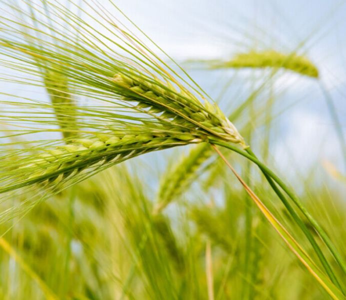 wheat