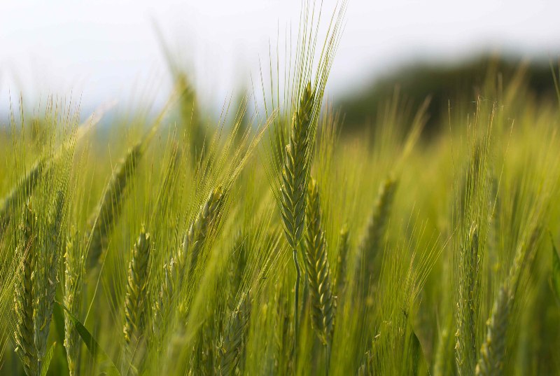 wheat