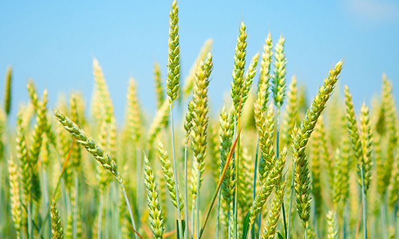 wheat