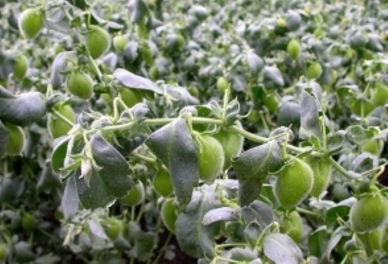 Gram Farming