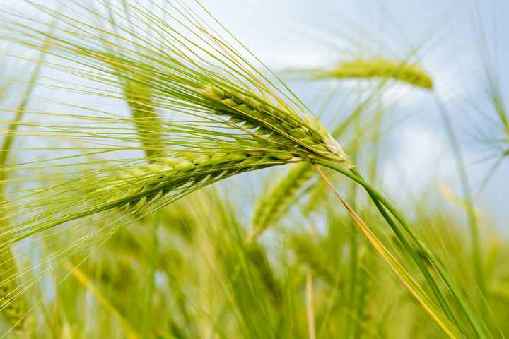 wheat