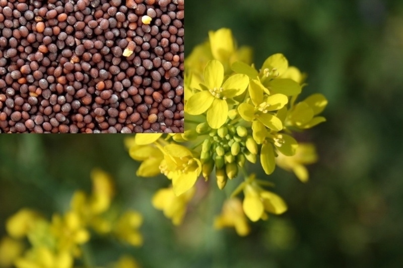 mustard