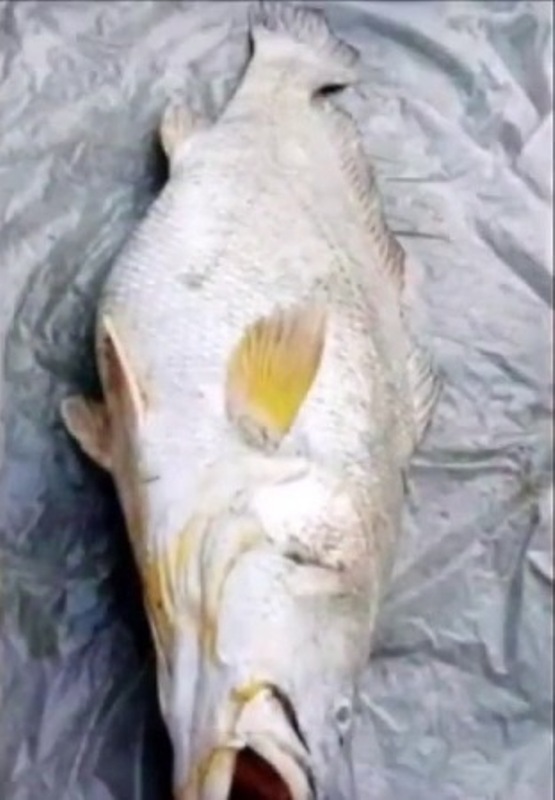 fish